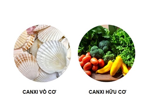 Những lý do nên bổ sung canxi từ tảo biển cho bé