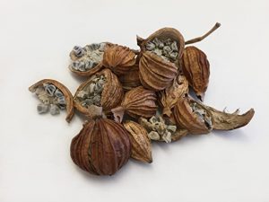 Amomum fruit là gì? Vì sao nên bổ sung Amomum fruit cho trẻ biếng ăn?